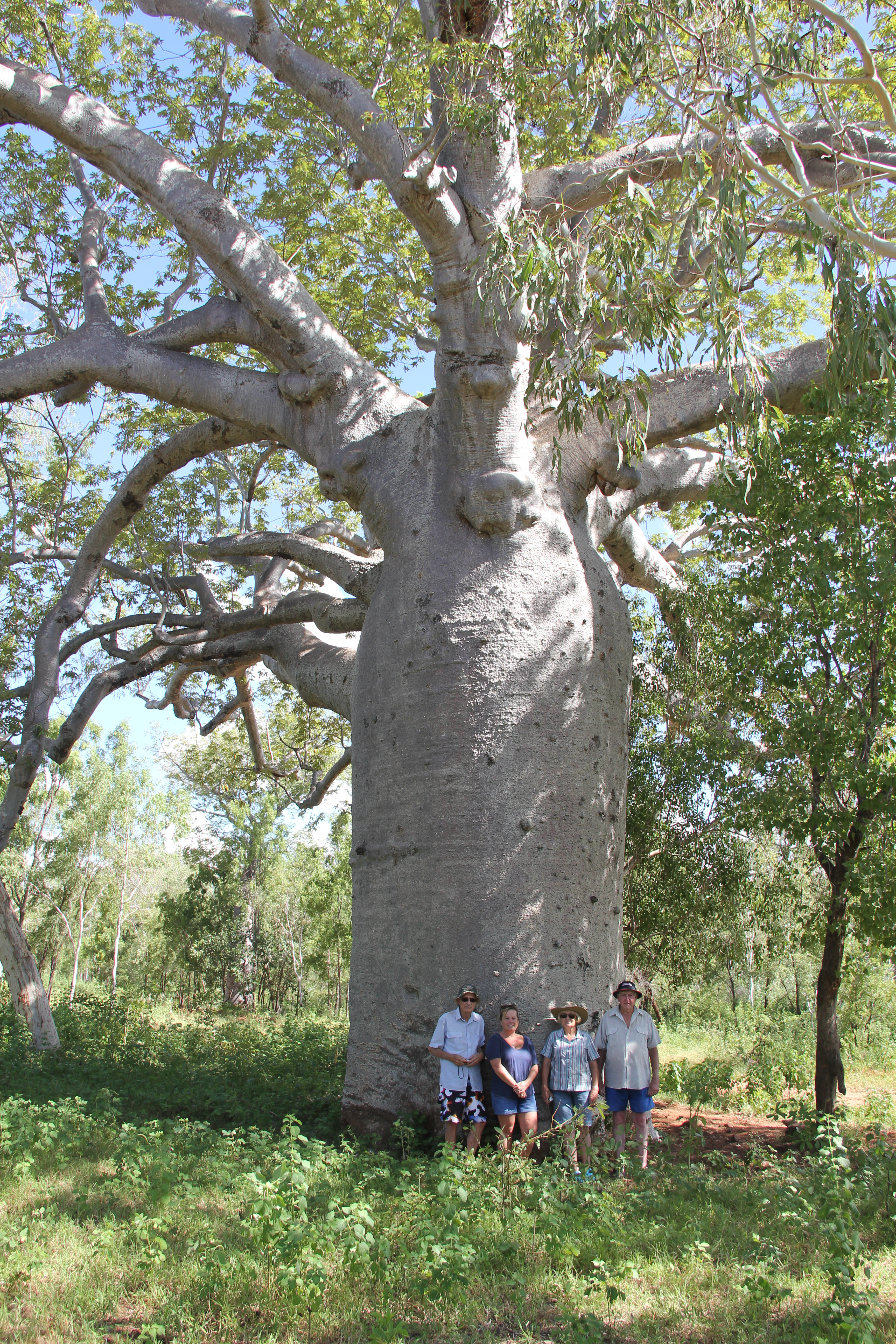 Enormous boab trees at Bullo River Station | Air Adventure