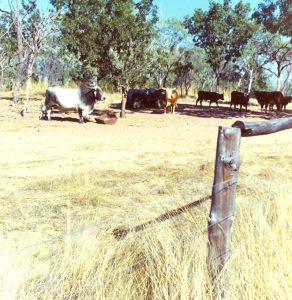 Air Adventure History