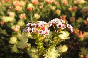 Air Adventure Western Wedge Wildflower Safari