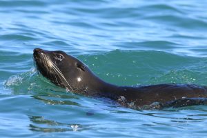 Cruise the coast aboard Asherah with EP Cruises, keeping watch for dolphins riding the bow, sea lions hauled out on the rocks and seabirds overhead. In season, whales steal the show.
