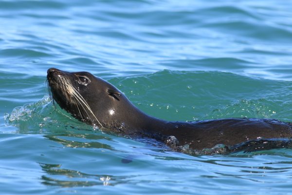 Cruise the coast aboard Asherah with EP Cruises, keeping watch for dolphins riding the bow, sea lions hauled out on the rocks and seabirds overhead. In season, whales steal the show.